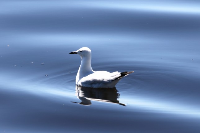 7d mk2 21 december 100 (1280x853)