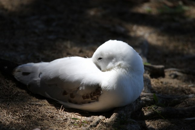 7d mk2 21 december 336 (1280x853)