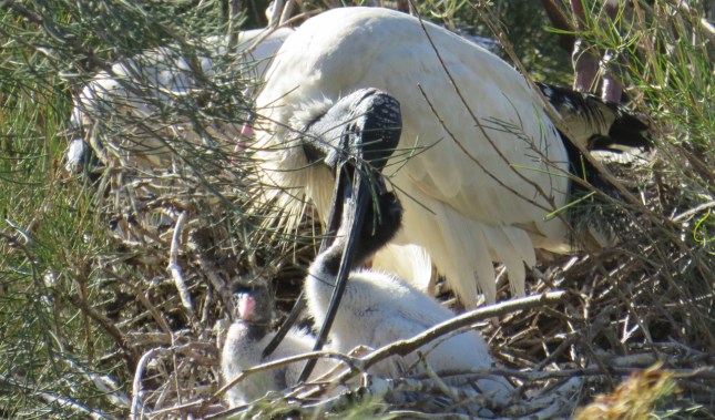 august 03 027 (1280x753)