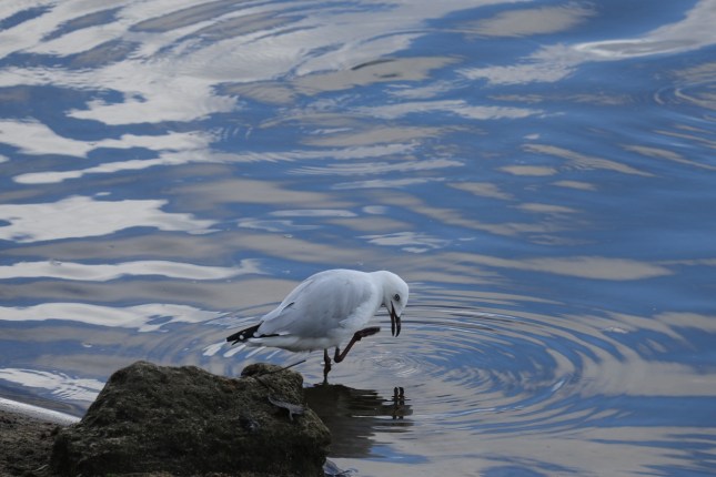 Bibra 15th march 2015 079 (1280x854)