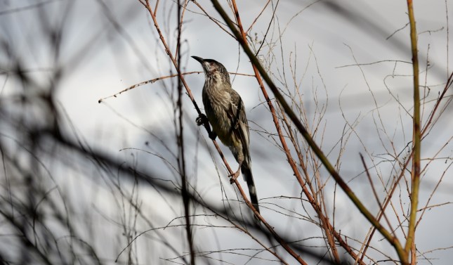 Bibra 15th march 2015 115 (1280x750)