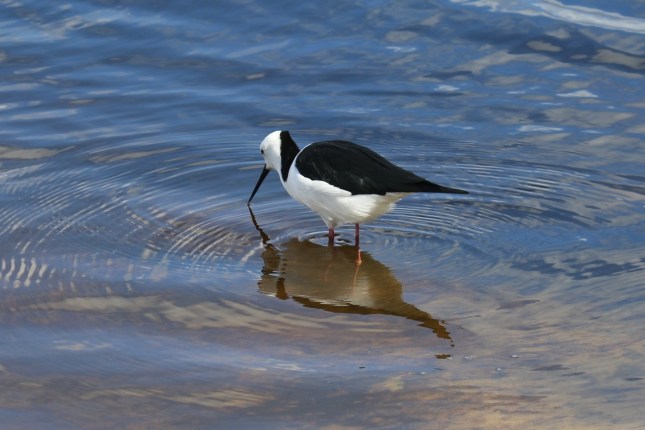 Bibra 15th march 2015 135 (1280x854)