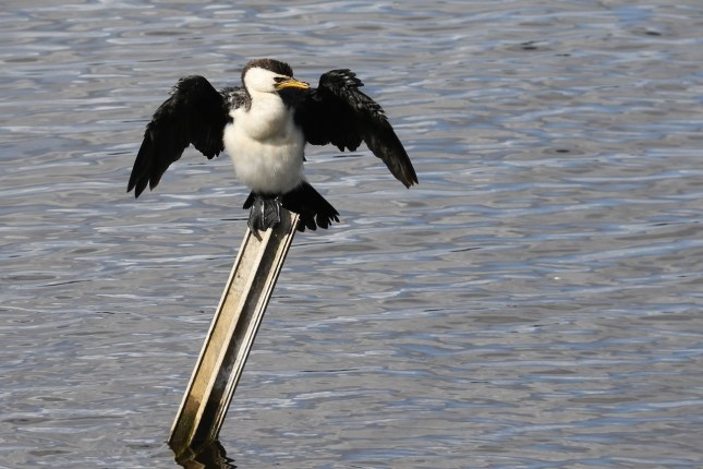 Bibra 15th march 2015 269 (1280x854)