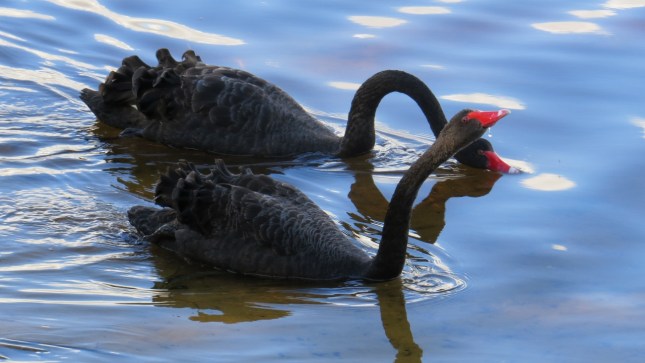 bibra lake 20j 017 (1280x721)