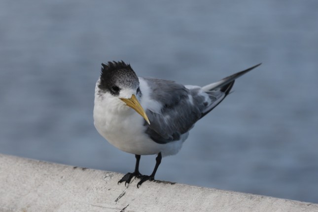 Busselton Holidays 397 (1280x854)