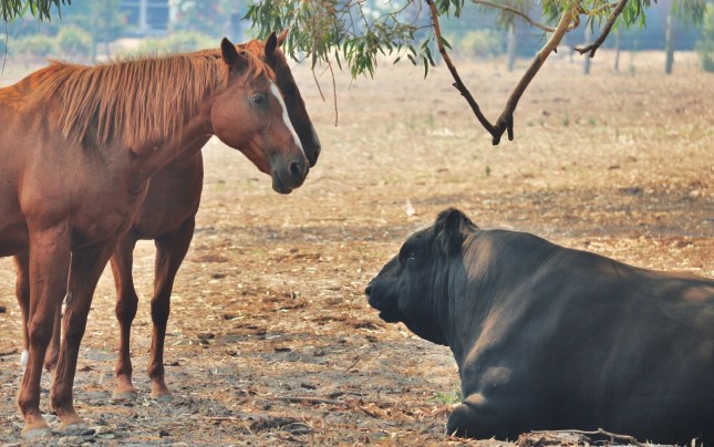 Busselton Holidays 855 - Copy (1280x803)