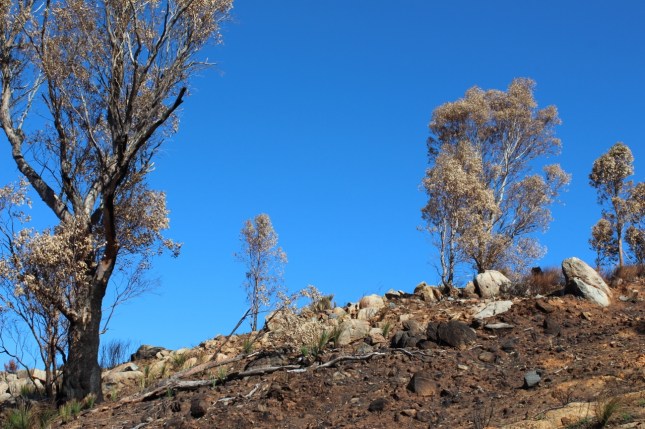 cathedral avenue bells 029 (1280x853)