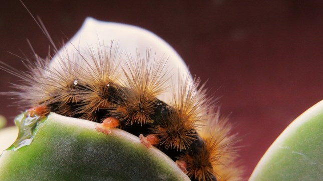 catterpillar 073 (1280x720)