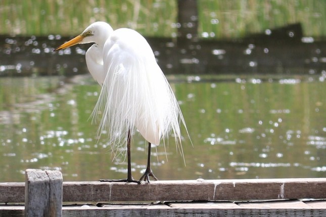 hahns day out 006 (1280x853)