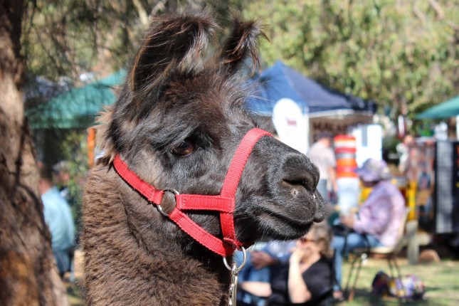 IMG_4046 (1280x854) (2)