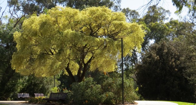 kings park 2 014 (1280x692)