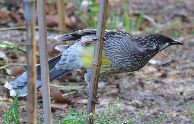 macdougal 2 162 (1280x818)