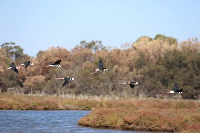 mandurah  5th april 039 (1280x853)