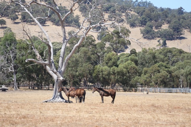 mandurah march 2015 001 (1280x853)