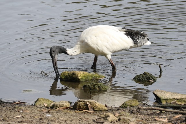 mcdougal park 28th april 1422 (1280x854)