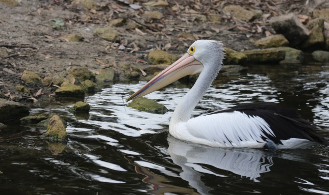 mcdougal park 28th april 630 (1280x762)