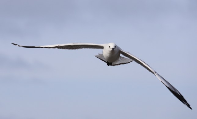 north mole 543 (1280x776)