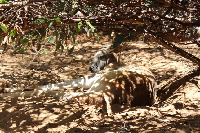 perth zoo 045 (1280x854)