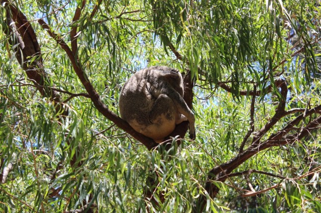 perth zoo 059 (1280x853)