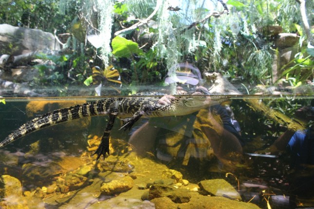 perth zoo 095 (1280x853)