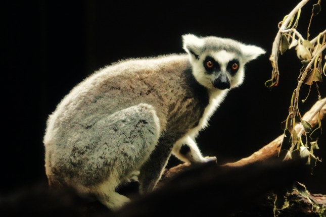 perth zoo 23rd july 234 - Copy (1280x854)