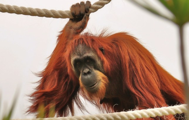 perth zoo 23rd july 247 - Copy (1280x819)