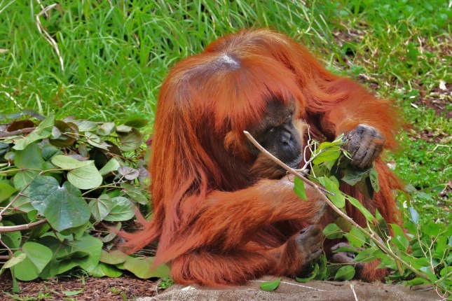 perth zoo 23rd july 305 - Copy (1280x854)