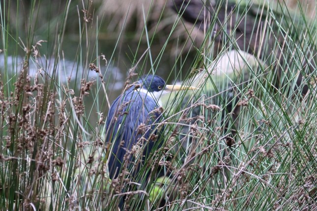 perth zoo 23rd july 603 (1280x854)