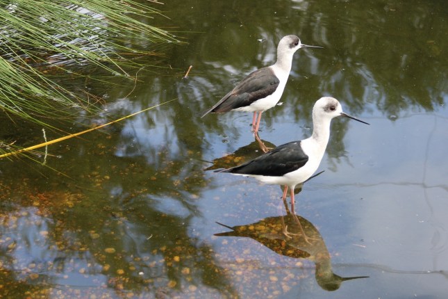perth zoo 23rd july 640 (1280x854)