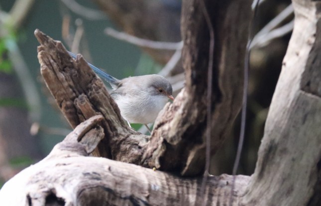 perth zoo 23rd july 680 (1280x824)