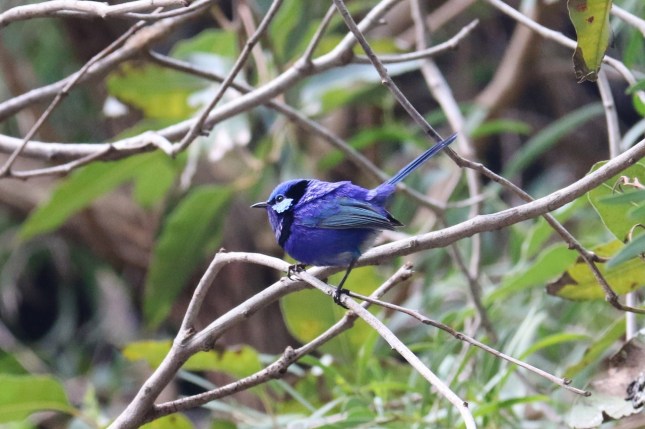 perth zoo 23rd july 686 (1280x852)