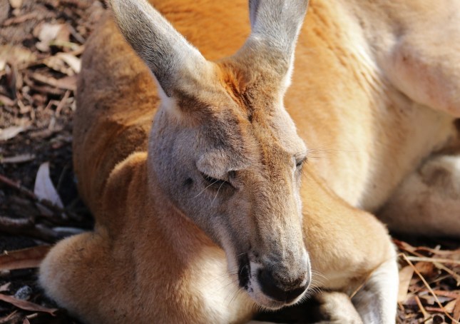 perth zoo 23rd july 730 (1280x901)