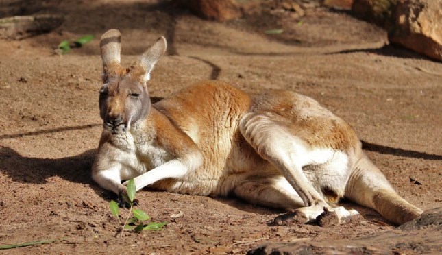 perth zoo 23rd july 739 (1280x740)