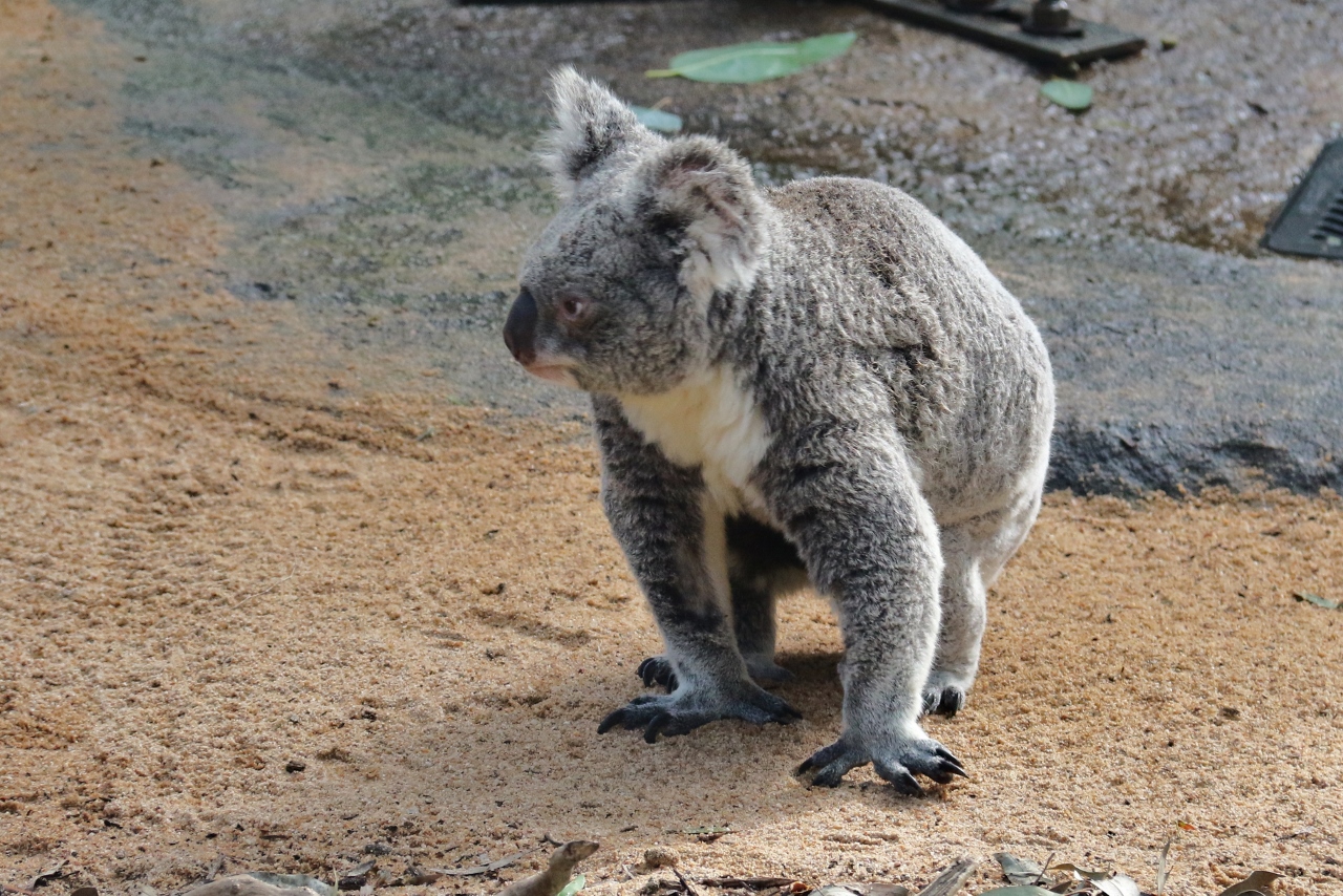 perth zoo 23rd july 780 - Copy (1280x854)