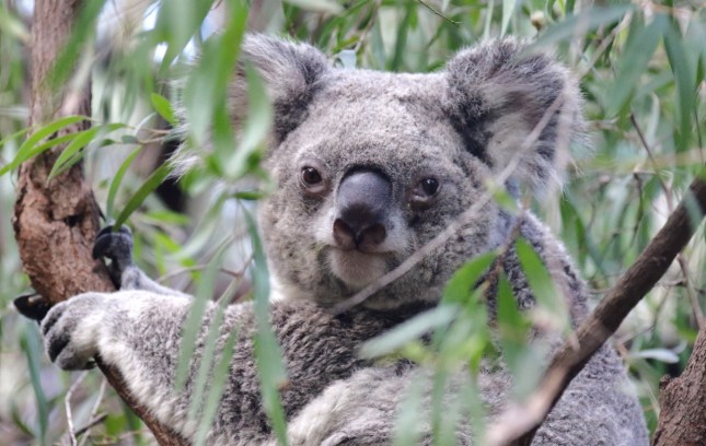 perth zoo 23rd july 789 (1280x811)