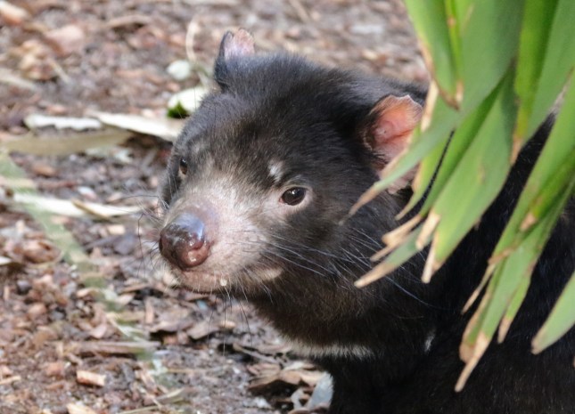 perth zoo 23rd july 814 (1280x923)