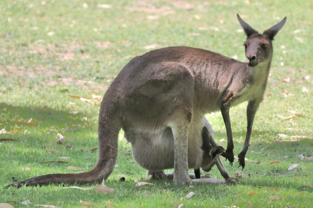 pinaroo cemetery 150 (1280x854)