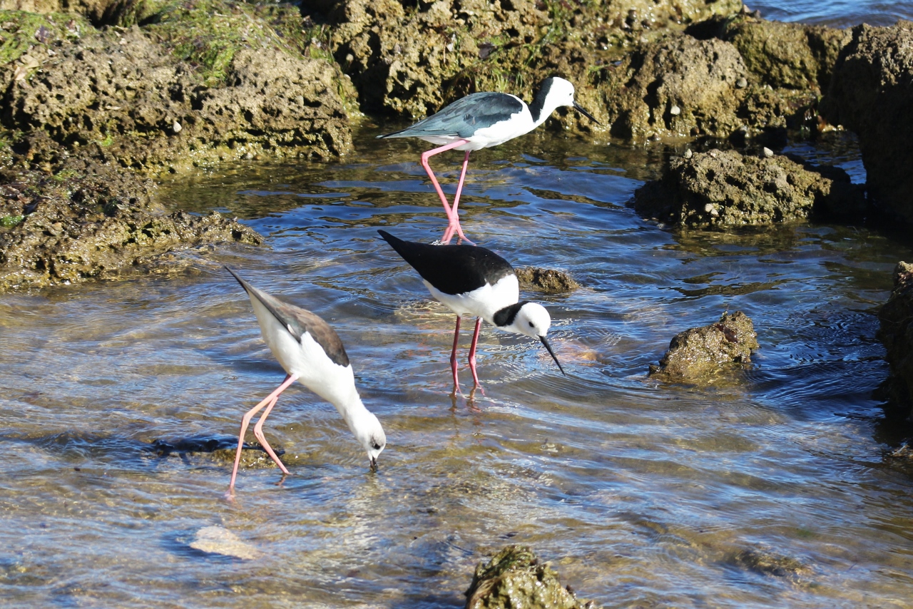 river forshore 351 (1280x854)