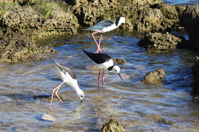 river forshore 351 (1280x854)