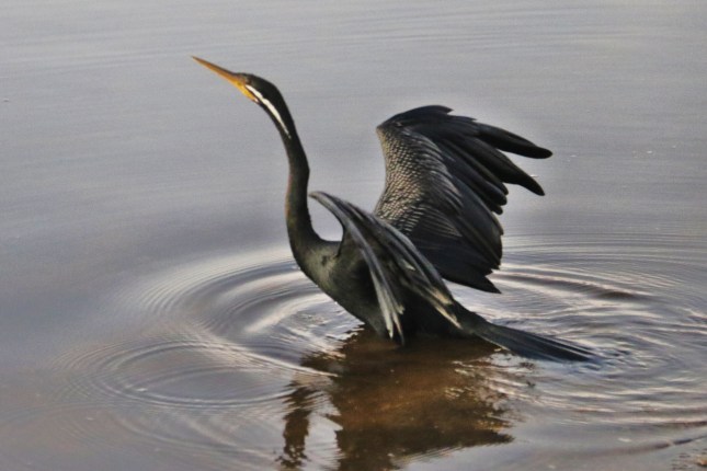 riverton bridge 6th july 062