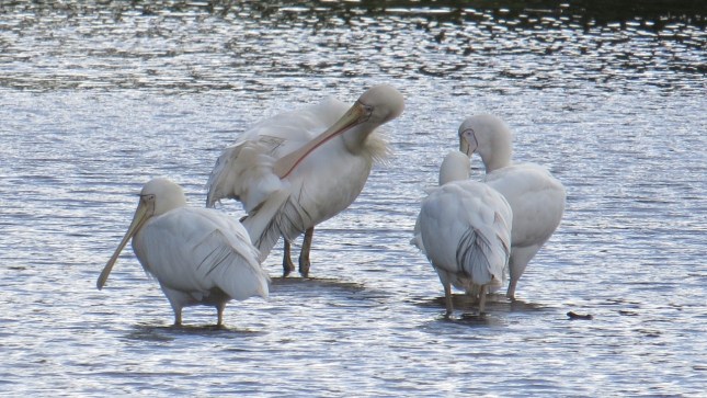 sun27th 284 (1280x721)