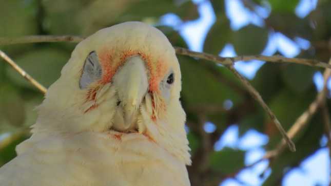 sx50 mandurah 056 (1280x719)