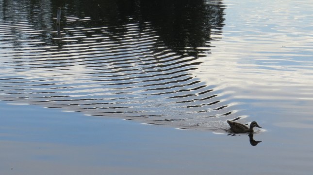 tom lake 11 july 006 (1280x719)