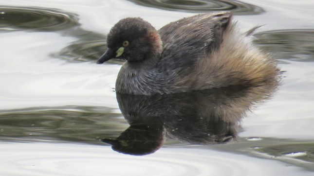 tom lake 11 july 118 (1280x719)