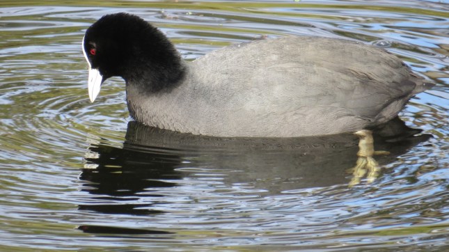 tom lake 11 july 119 (1280x719)