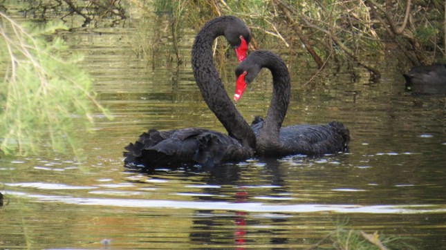 tom lake 11 july 131 (1280x719)