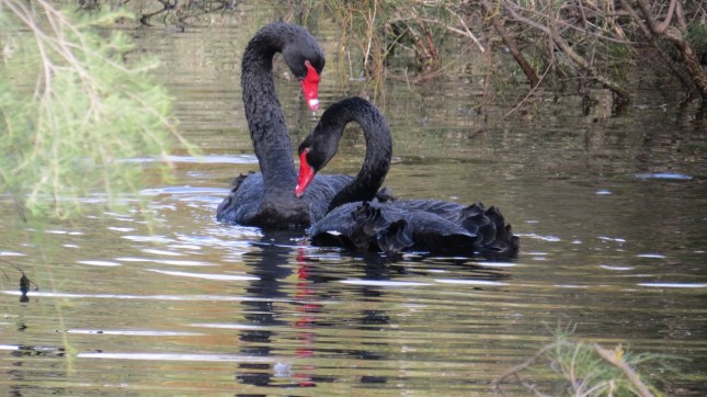 tom lake 11 july 132 (1280x719)