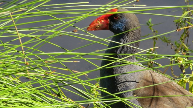 tom lake 11 july 147 (1280x719)
