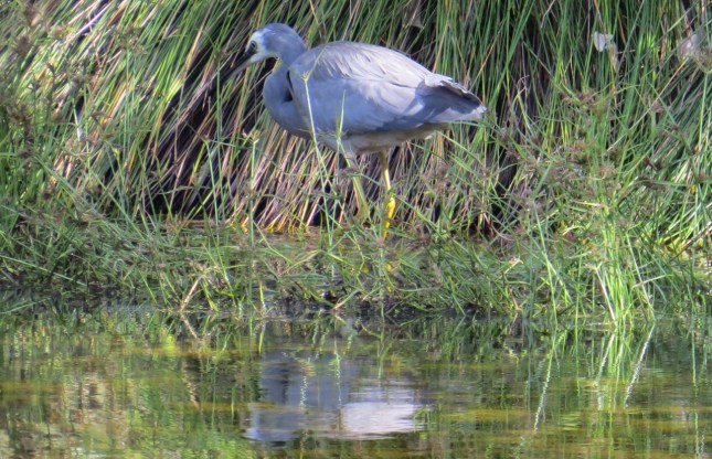 tom lake 11 july 152 (1280x826)