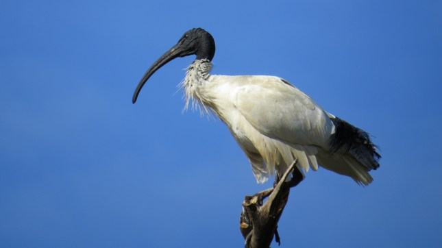 tom lake 11 july 165 (1280x719)